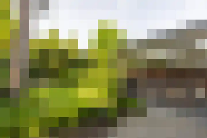 Lothariuslaan 113 Bussum thumbnail 22