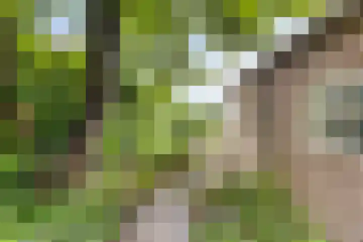 Lottumseweg 76 a Grubbenvorst thumbnail 41