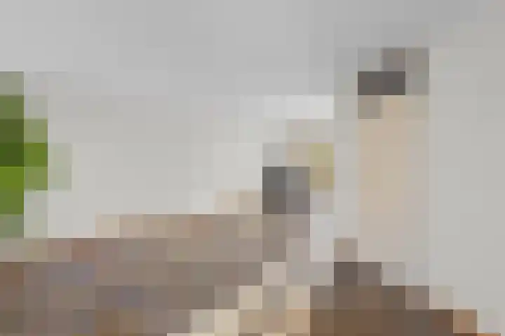 Lotusberg 3 Roosendaal thumbnail 9
