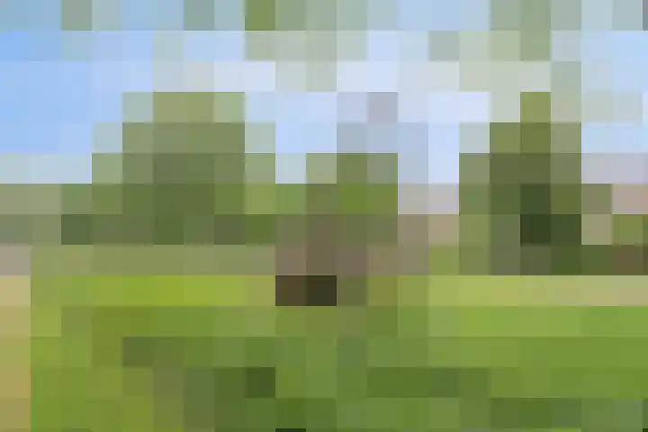Lotusbloemweg 36 Almere thumbnail 33