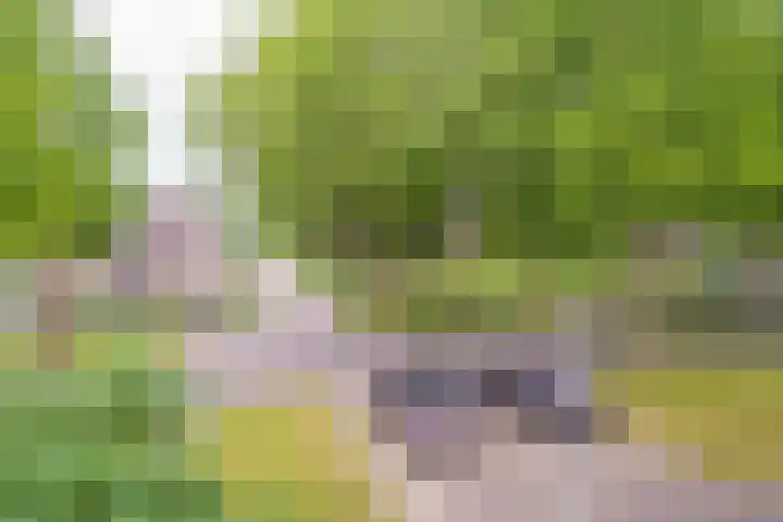 Lotusbloemweg 71 Almere thumbnail 25