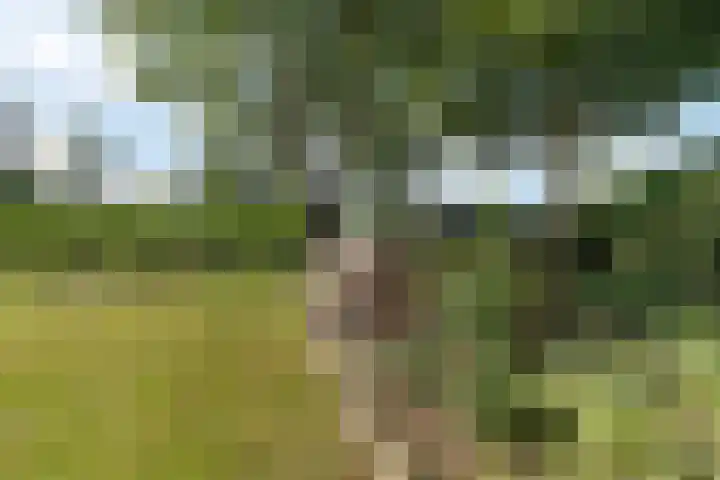 Louwer om'e tún 17 Terherne thumbnail 31