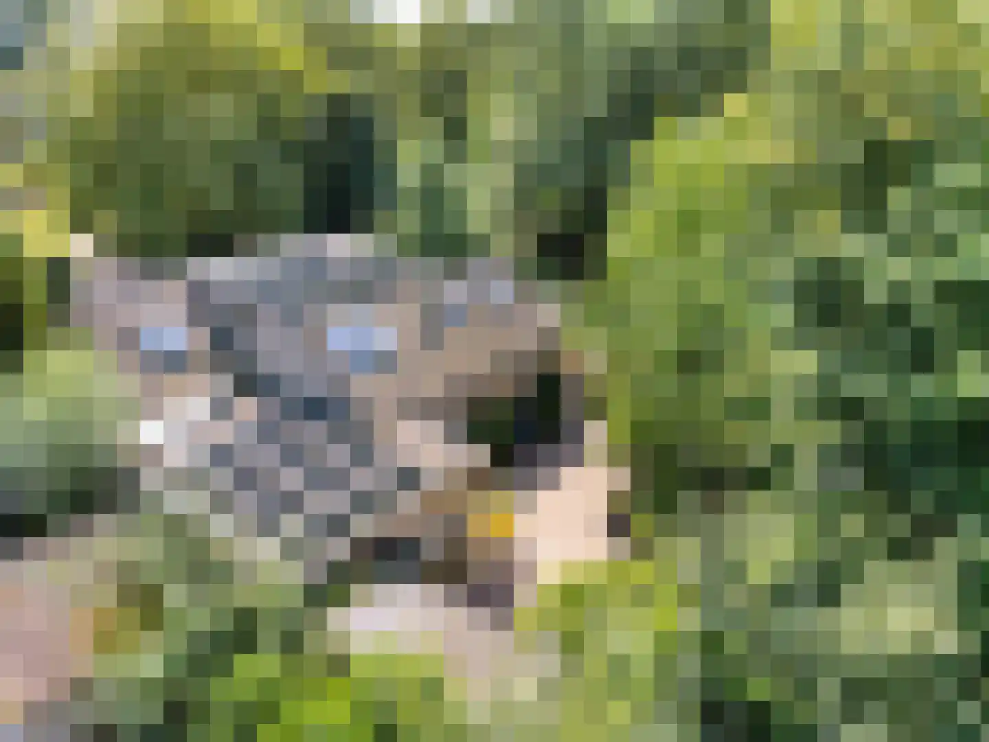 Louwer om'e tún 5 Terherne thumbnail 5