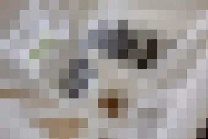 Lover 120 Borne thumbnail 28