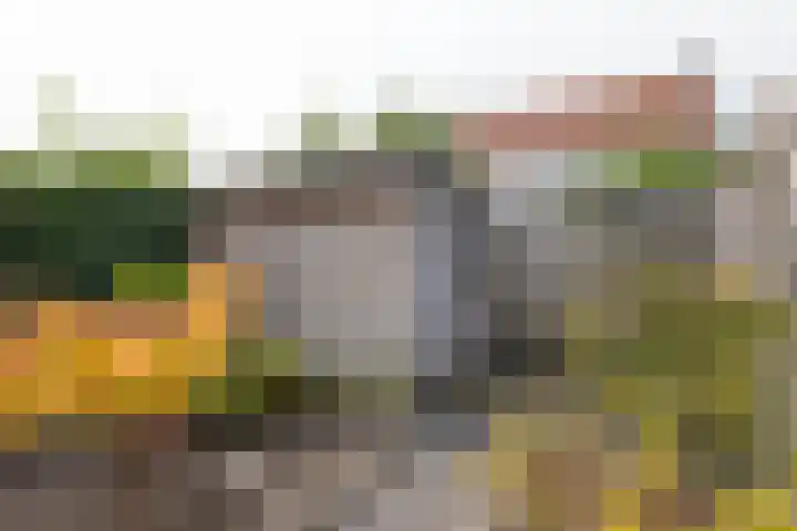 Lover 137 Borne thumbnail 21