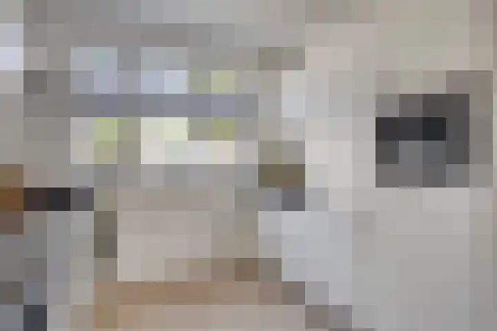 Lover 145 Borne thumbnail 11