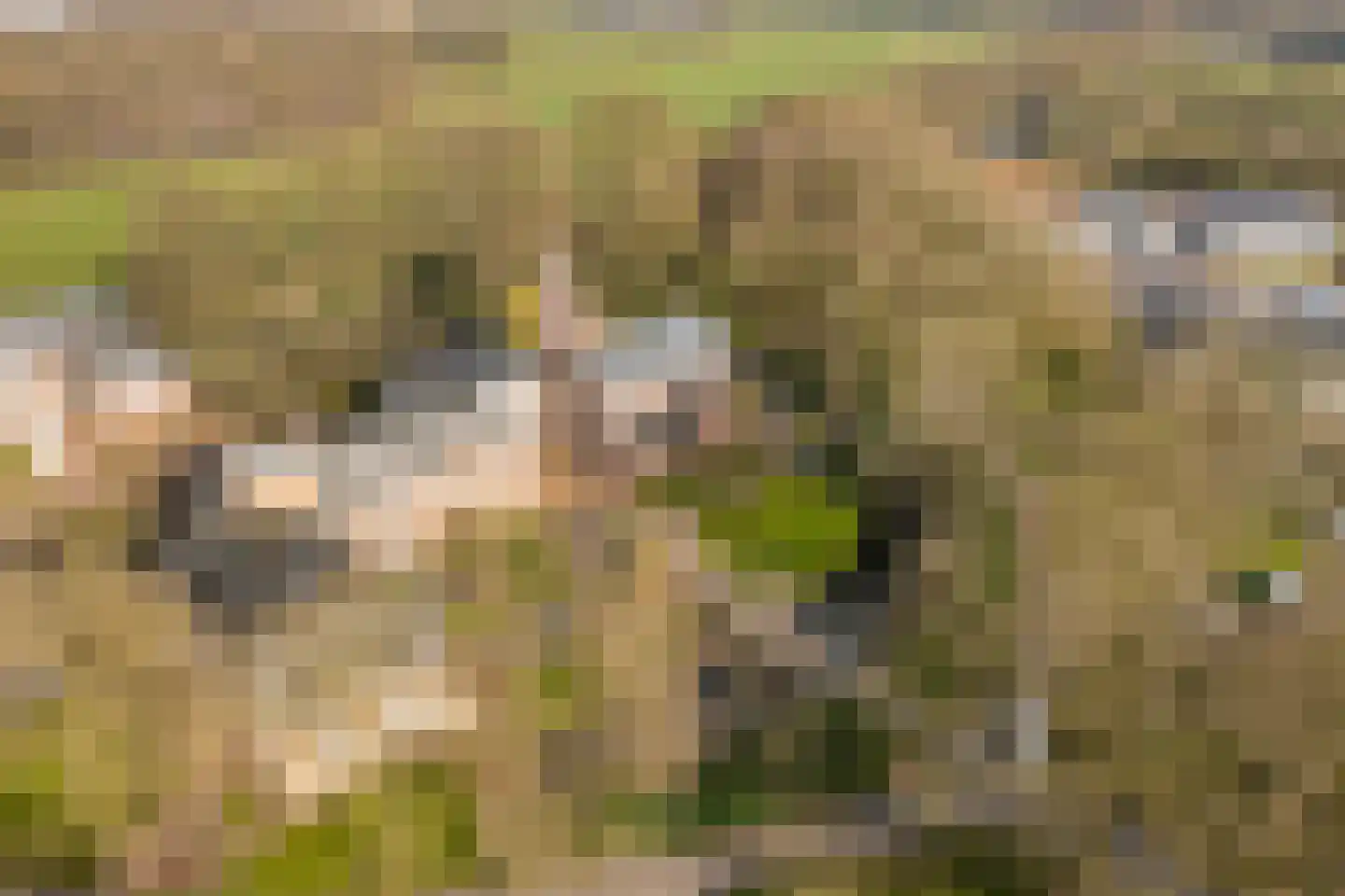 Lubberdinksweg 15 Denekamp thumbnail 46