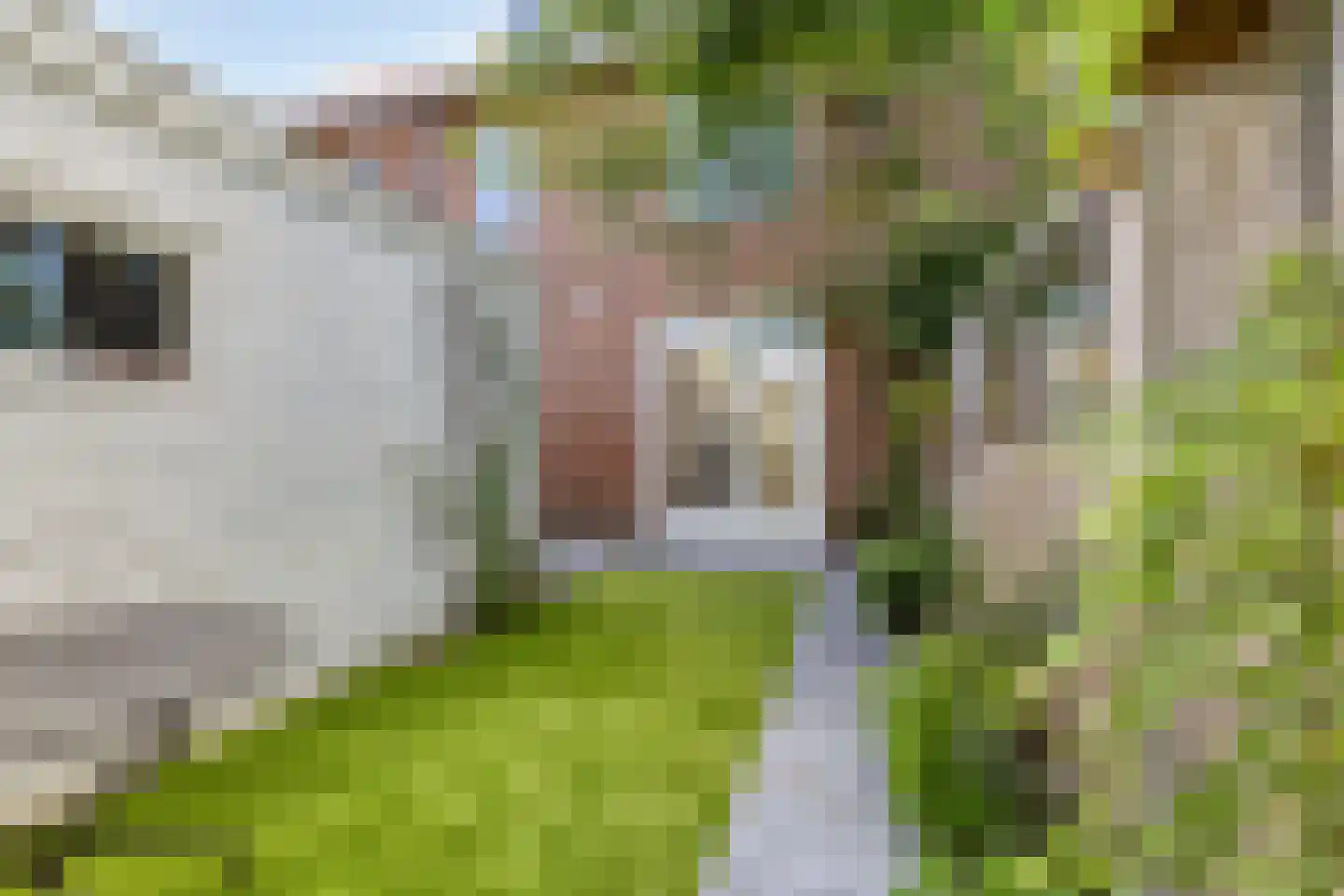 Lucas van Leydenstraat 78 's-Hertogenbosch thumbnail 37