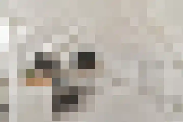 Luchtenborg 8 Hendrik-Ido-Ambacht thumbnail 16