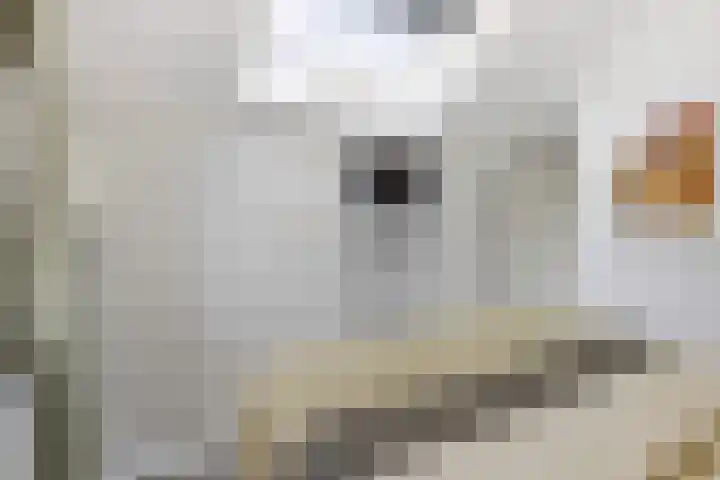 Luciusstraat 13 Boekel thumbnail 25