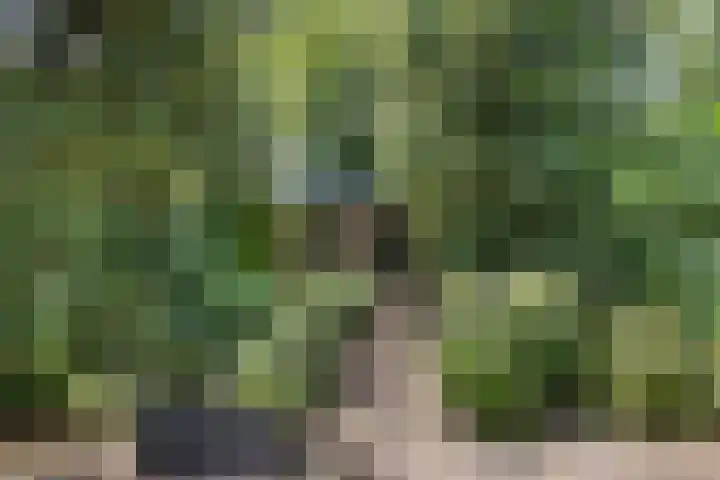 Luciusstraat 13 Boekel thumbnail 39