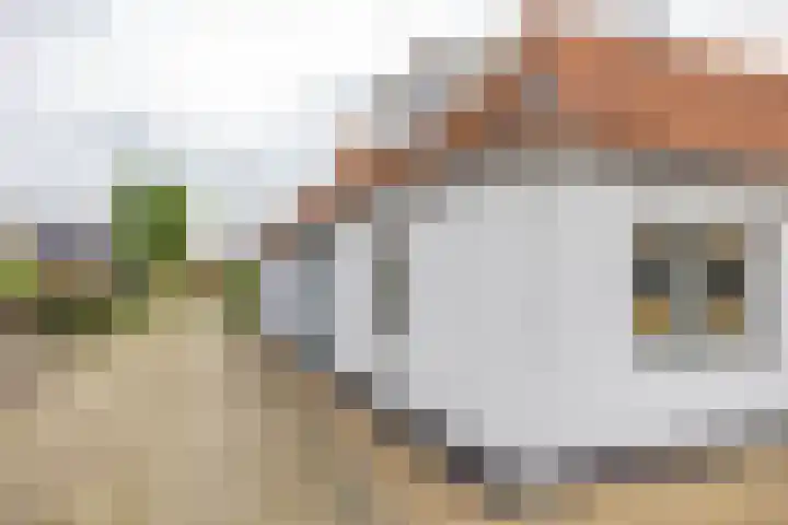 Luddestraat 4 Thesinge thumbnail 24