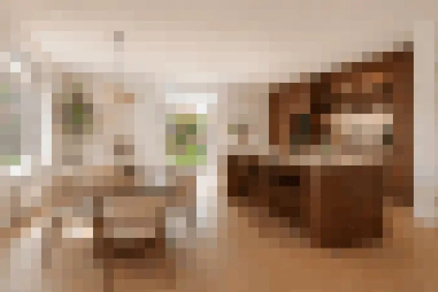 Luilaantje 27 Egmond-Binnen thumbnail 10