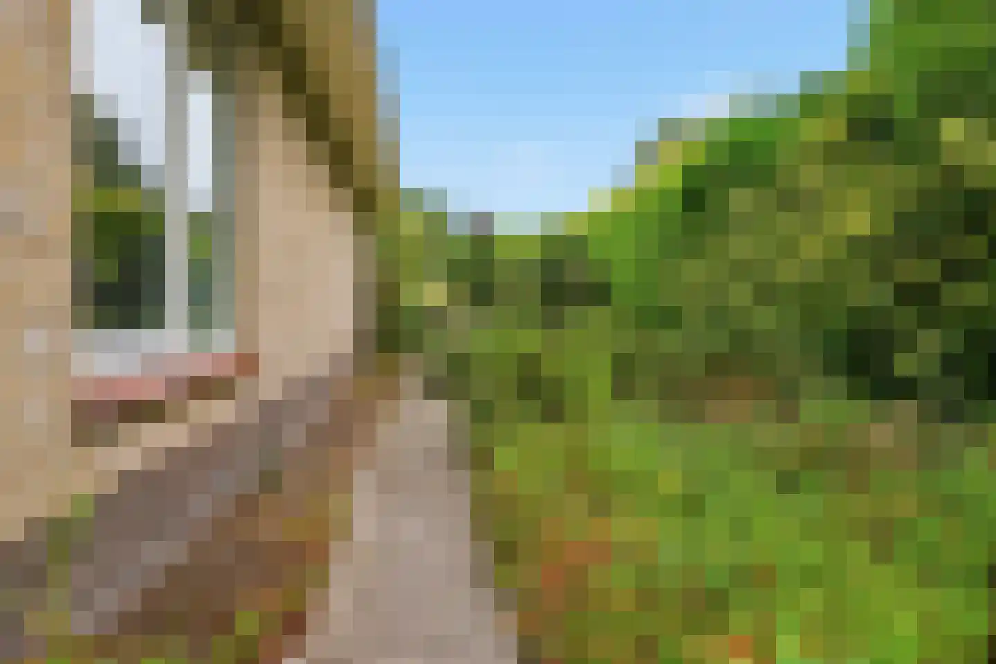 Luilaantje 27 Egmond-Binnen thumbnail 31