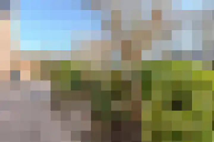 Luipaard 7 Heerhugowaard thumbnail 48