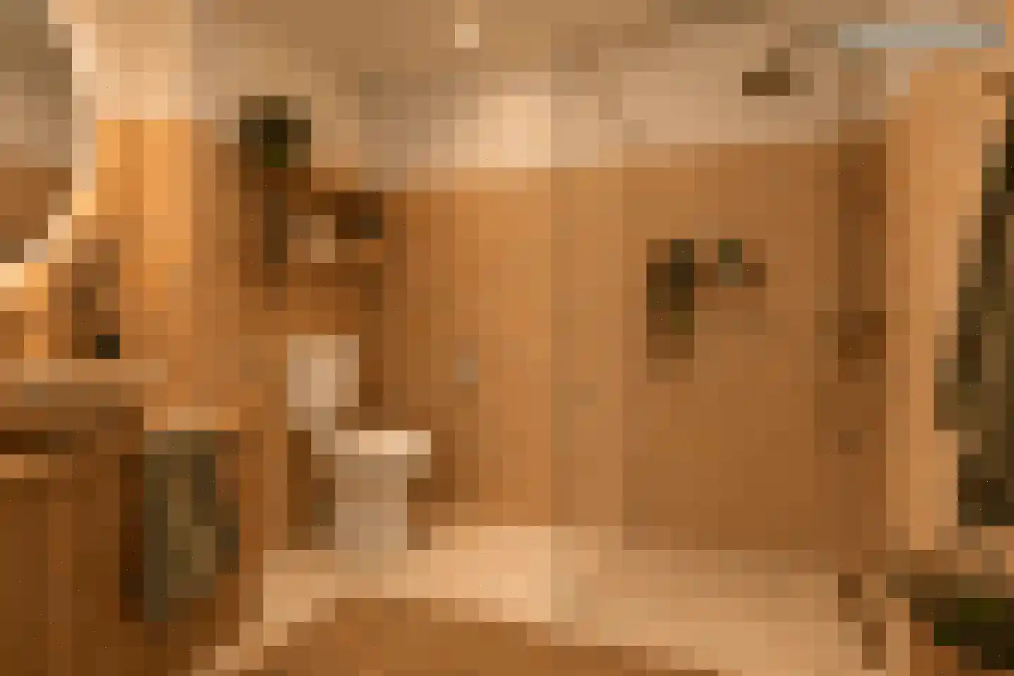 Luit Looymanshof 24 Oudenbosch thumbnail 25