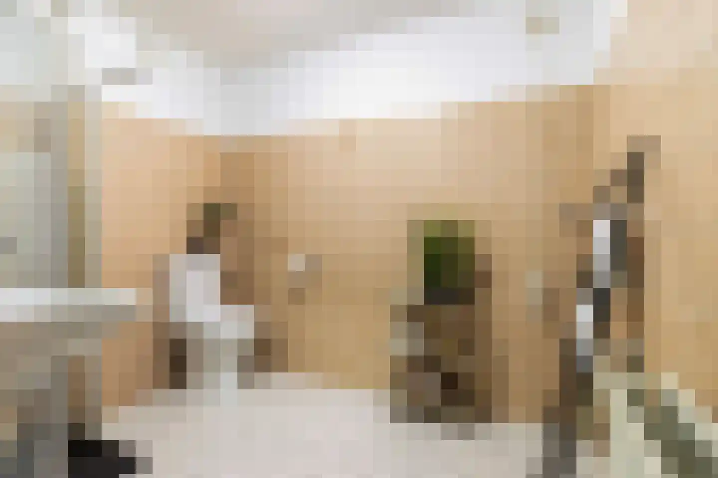 Luit Looymanshof 34 Oudenbosch thumbnail 23