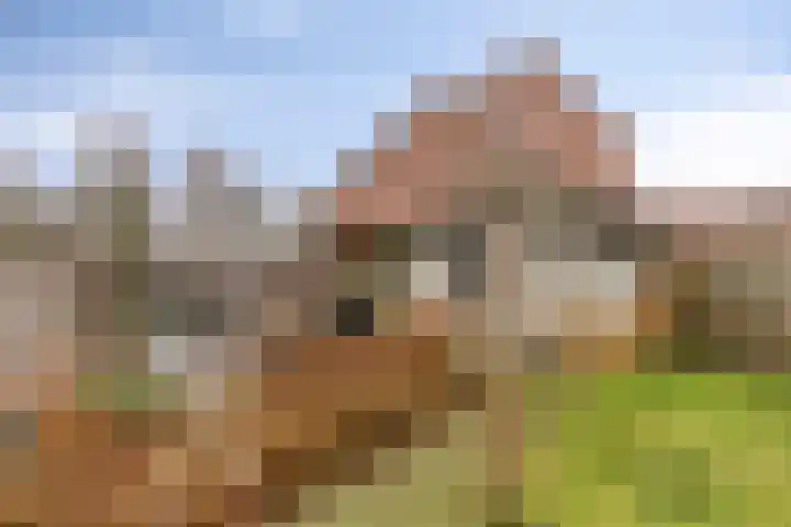 Luitenakker 1 Lierop thumbnail 26