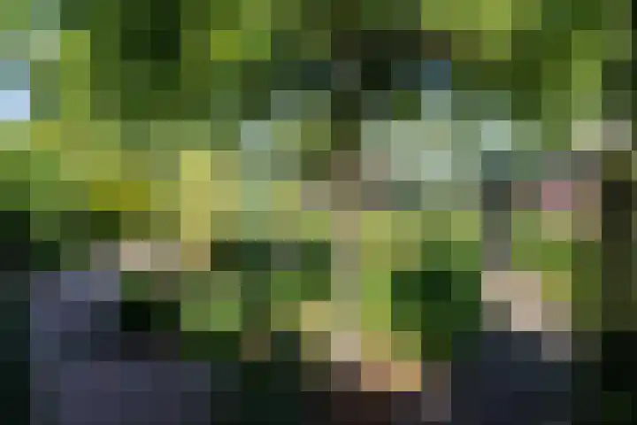Luitertweg 3 Klein Zundert thumbnail 34
