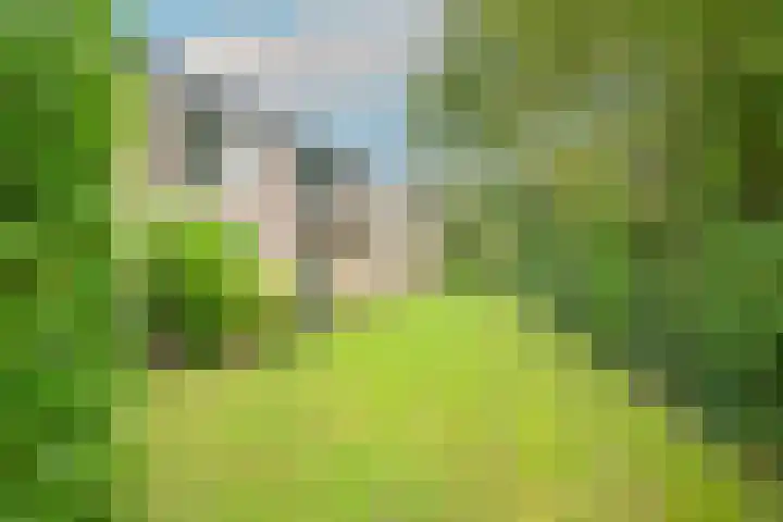 Luiveland 23 A Bergen (NH) thumbnail 21