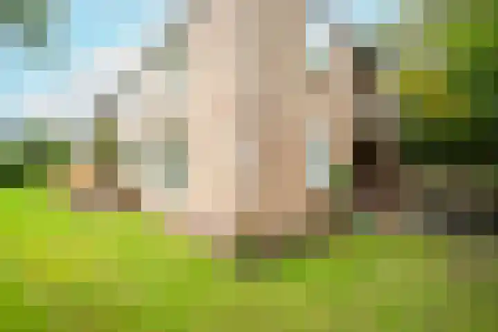 Luiveland 23 A Bergen (NH) thumbnail 22