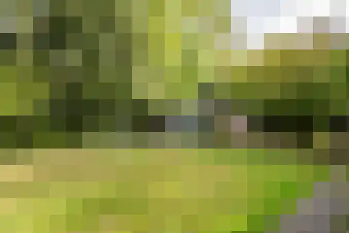 Luiveland 23 A Bergen (NH) thumbnail 27
