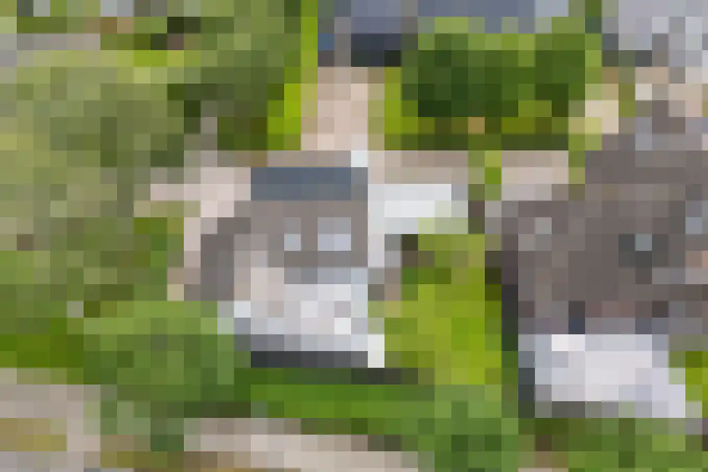 Lupine 1 Eersel thumbnail 56