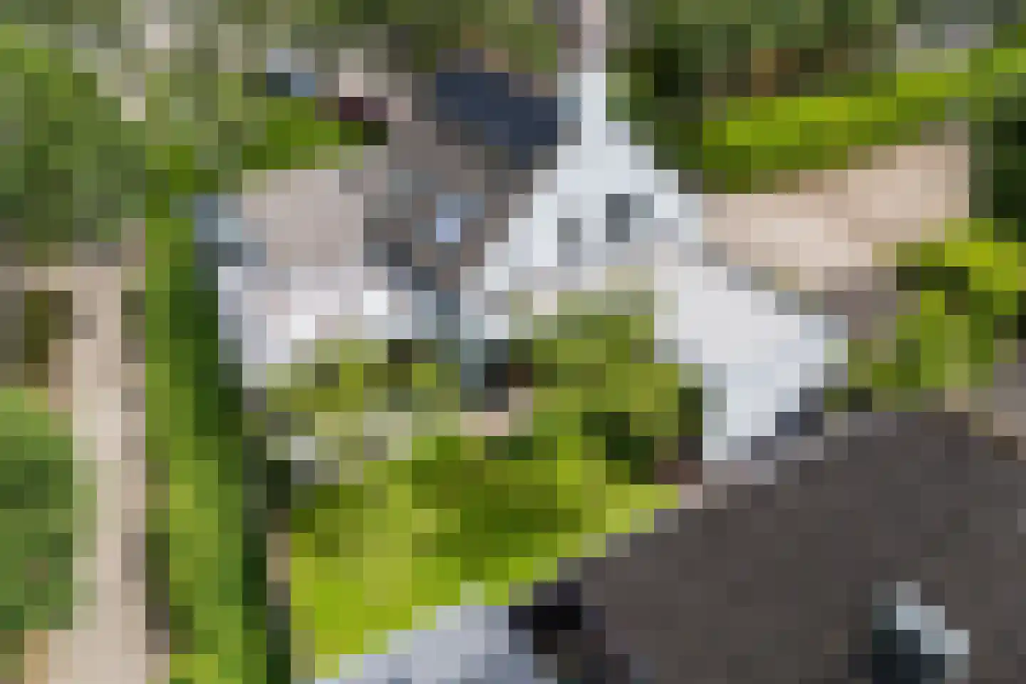 Lupine 1 Eersel thumbnail 58