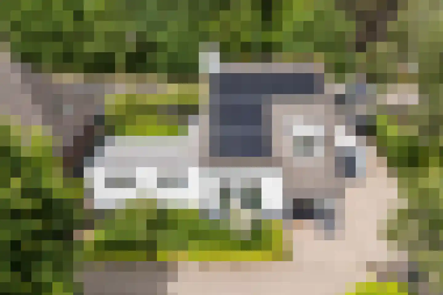 Lupine 1 Eersel thumbnail 60