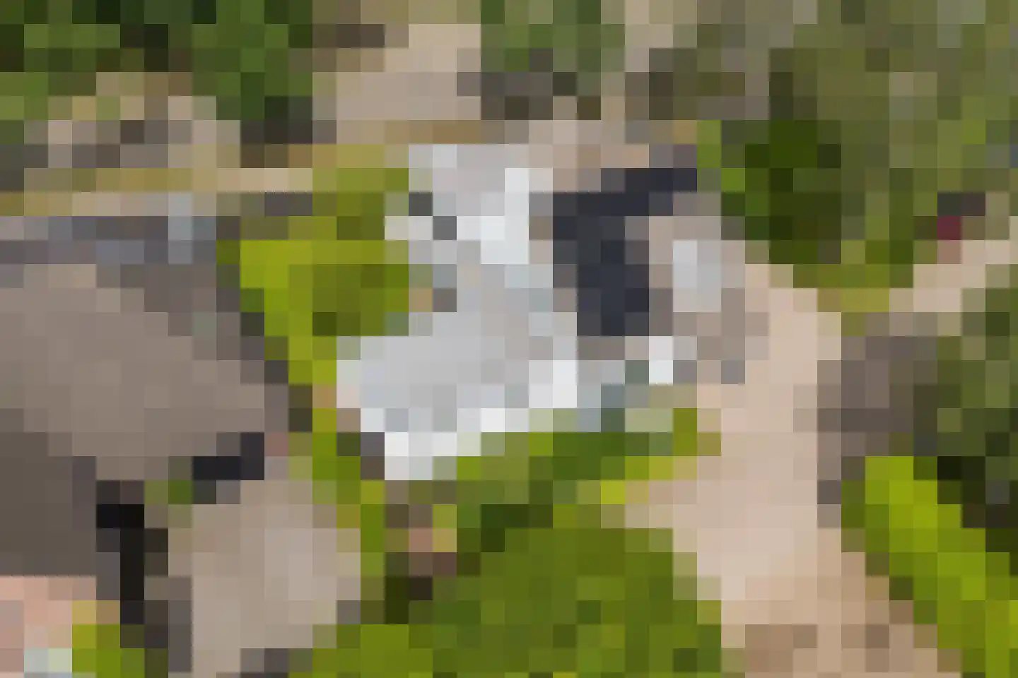 Lupine 1 Eersel thumbnail 61