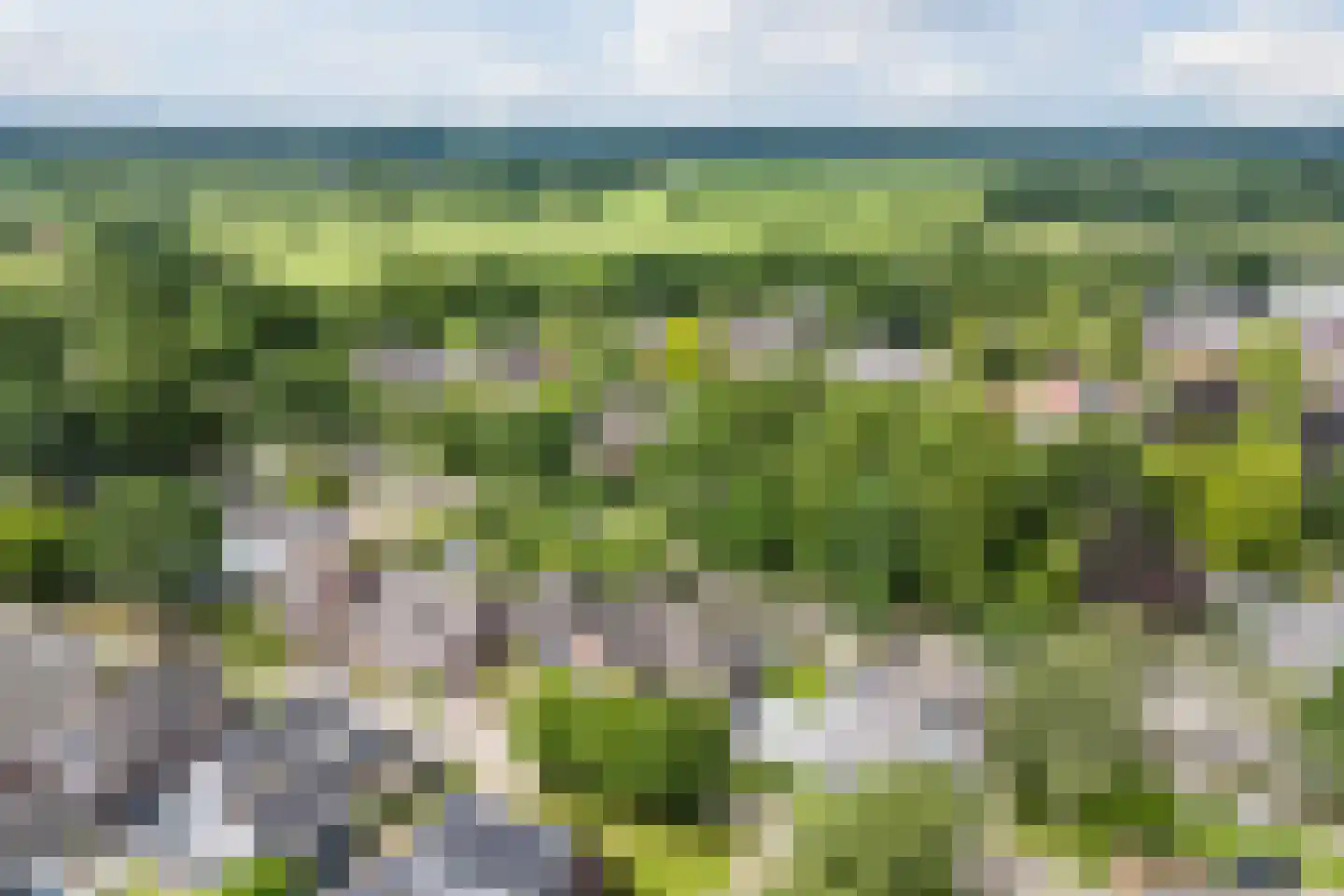Lupine 1 Eersel thumbnail 64