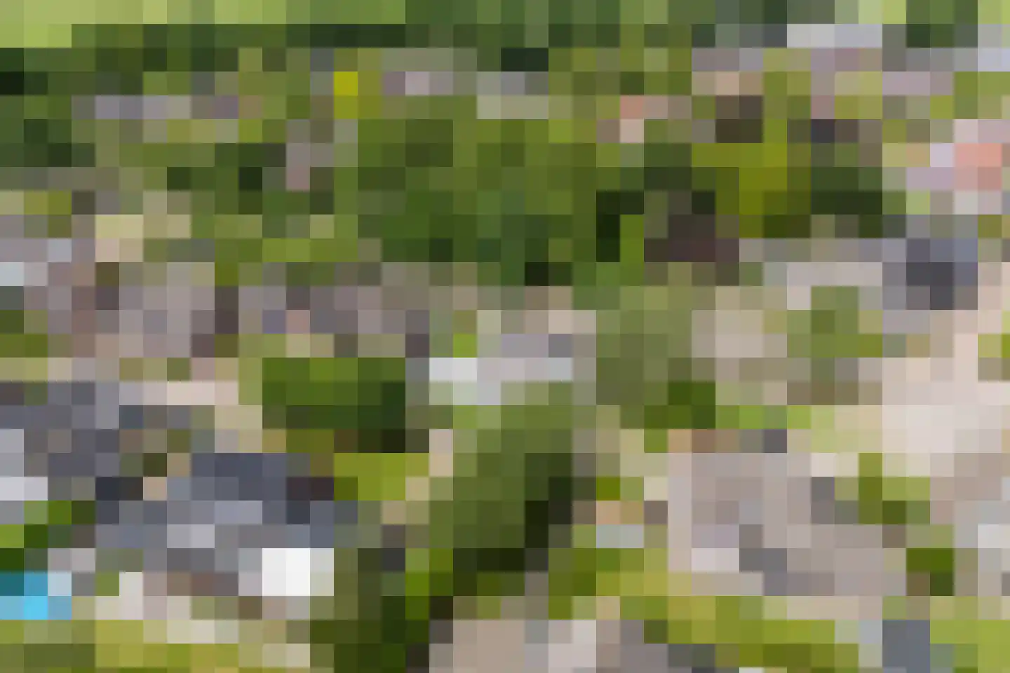 Lupine 1 Eersel thumbnail 65