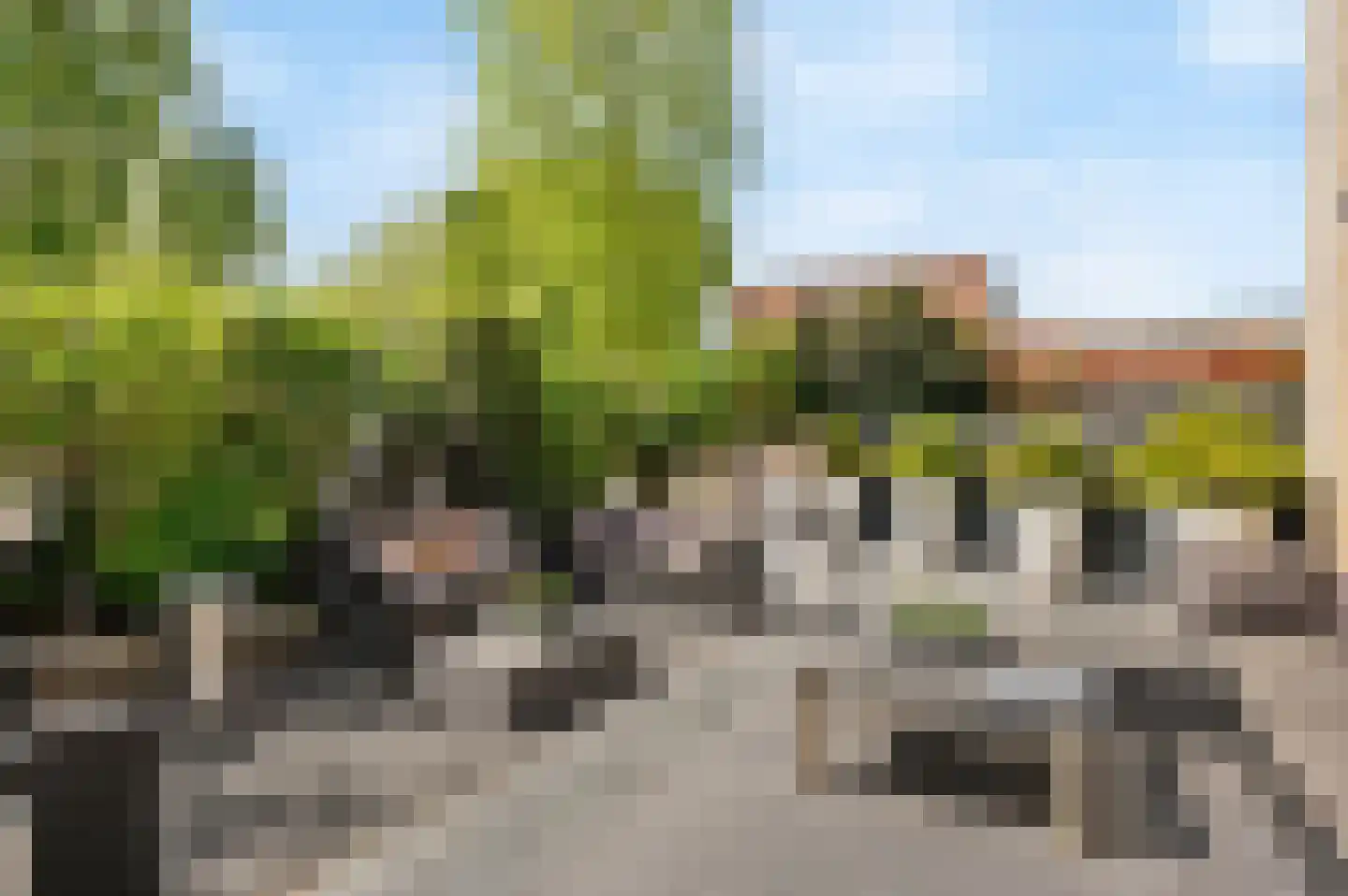Lupine 11 Noordwijkerhout thumbnail 14