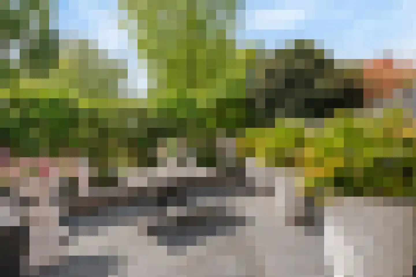 Lupine 11 Noordwijkerhout thumbnail 15