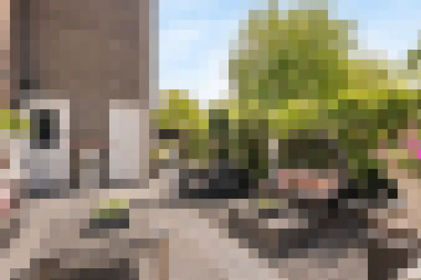 Lupine 11 Noordwijkerhout thumbnail 17