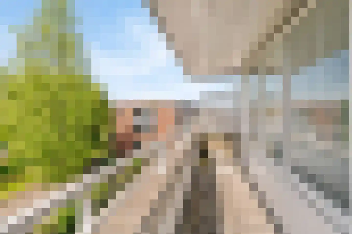 Lupine 11 Noordwijkerhout thumbnail 33