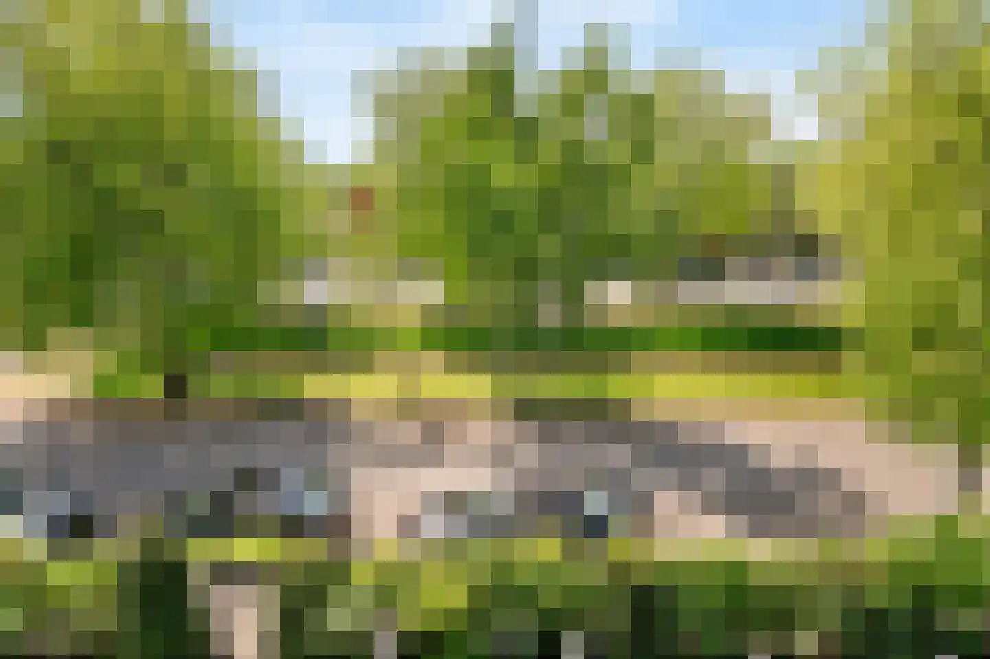Lupine 11 Noordwijkerhout thumbnail 36