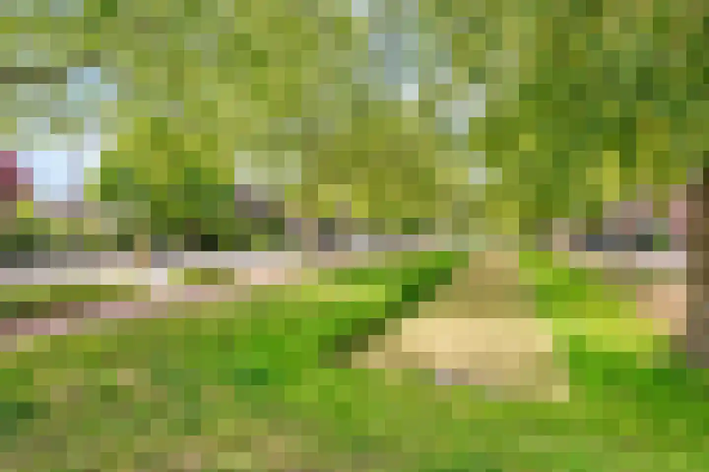 Lupine 11 Noordwijkerhout thumbnail 37