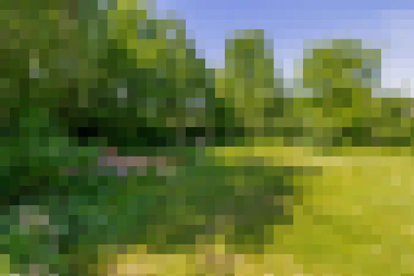 Lupine 13 Eersel thumbnail 54