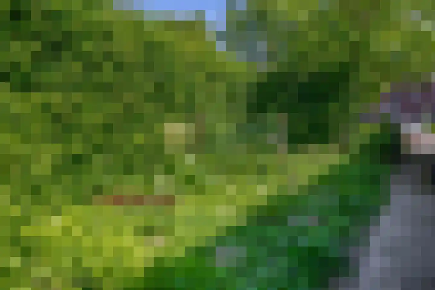 Lupine 13 Eersel thumbnail 60