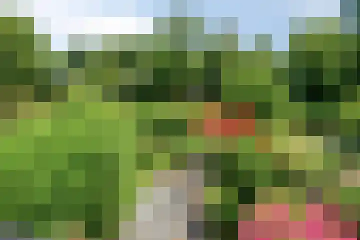 Lupine 30 Krimpen aan den IJssel thumbnail 27