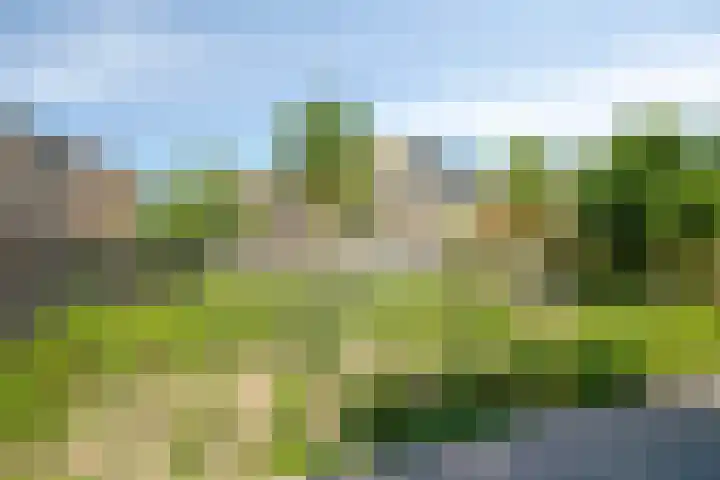 Lupine 30 Krimpen aan den IJssel thumbnail 33
