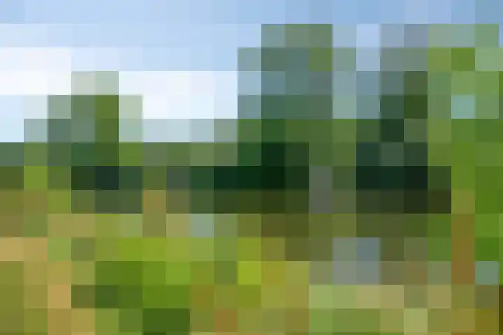 Lupine 30 Krimpen aan den IJssel thumbnail 34
