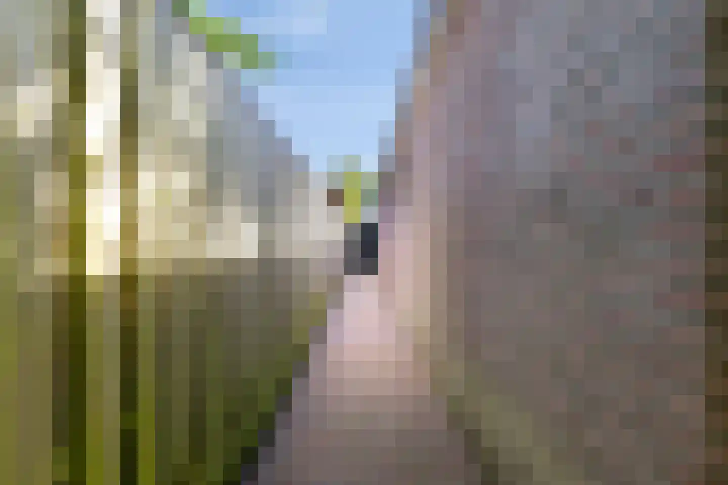 Lupine 5 Eersel thumbnail 57