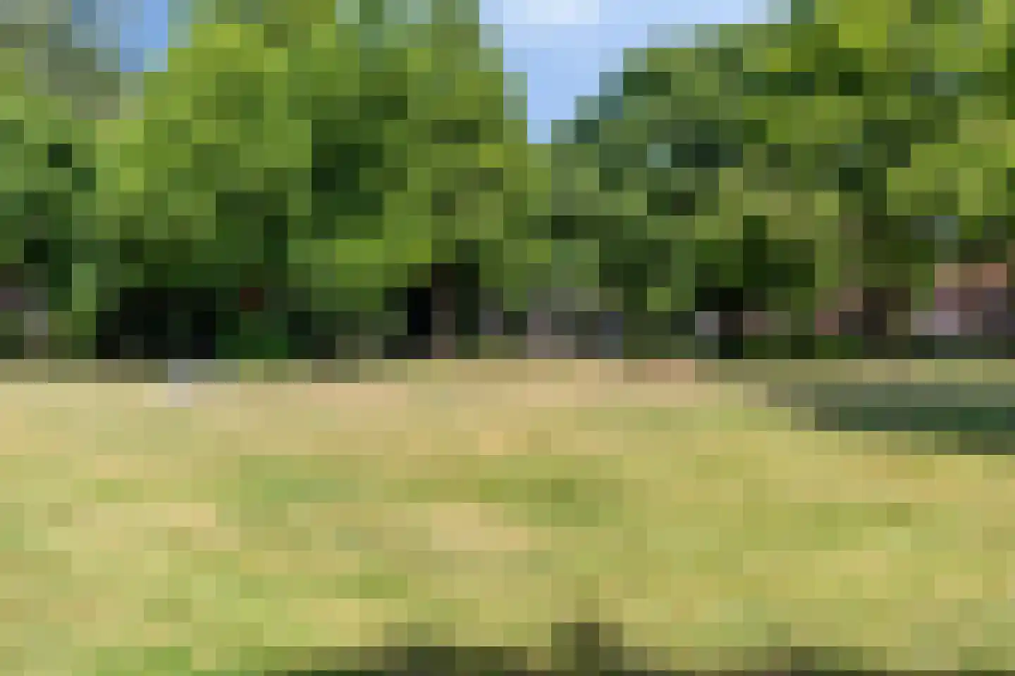 Lupine 5 Eersel thumbnail 58