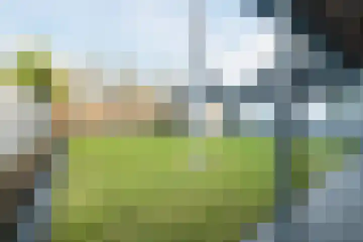 Lupine 6 Eersel thumbnail 30