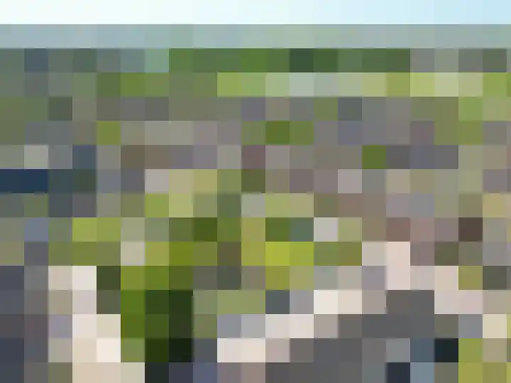 Lupine 63 Rijnsburg thumbnail 32
