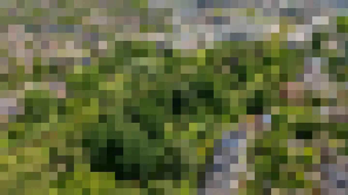 Lupine-oord 11 Houten thumbnail 64