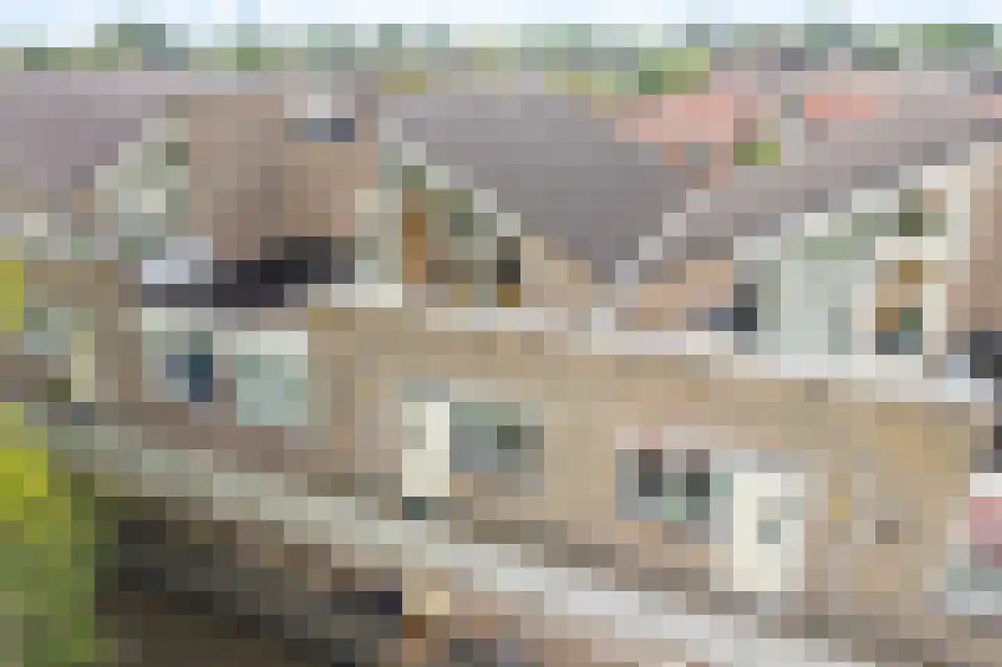 Lupinehof 32 Sint Pancras thumbnail 37