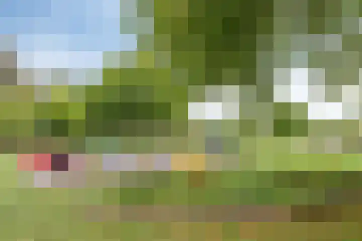 Lupinestraat 69 Capelle aan den IJssel thumbnail 25